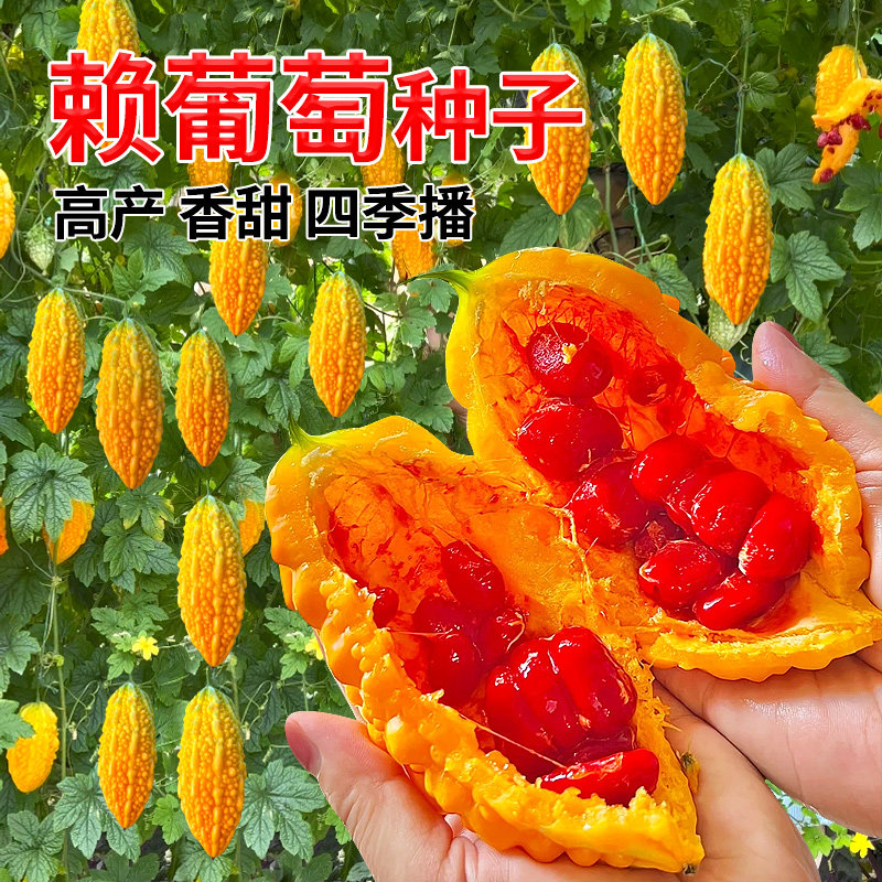 水果小癞瓜金铃子赖葡萄 苦瓜种苗赖瓜 种籽盆栽四季播蔬菜种苗孑
