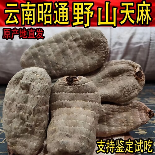 云南昭通野外草坝乌天麻专治头晕