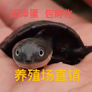 沼泽侧颈龟蛋沼泽侧颈龟蛋深水龟热带网红包孵化受精蛋送孵化工具