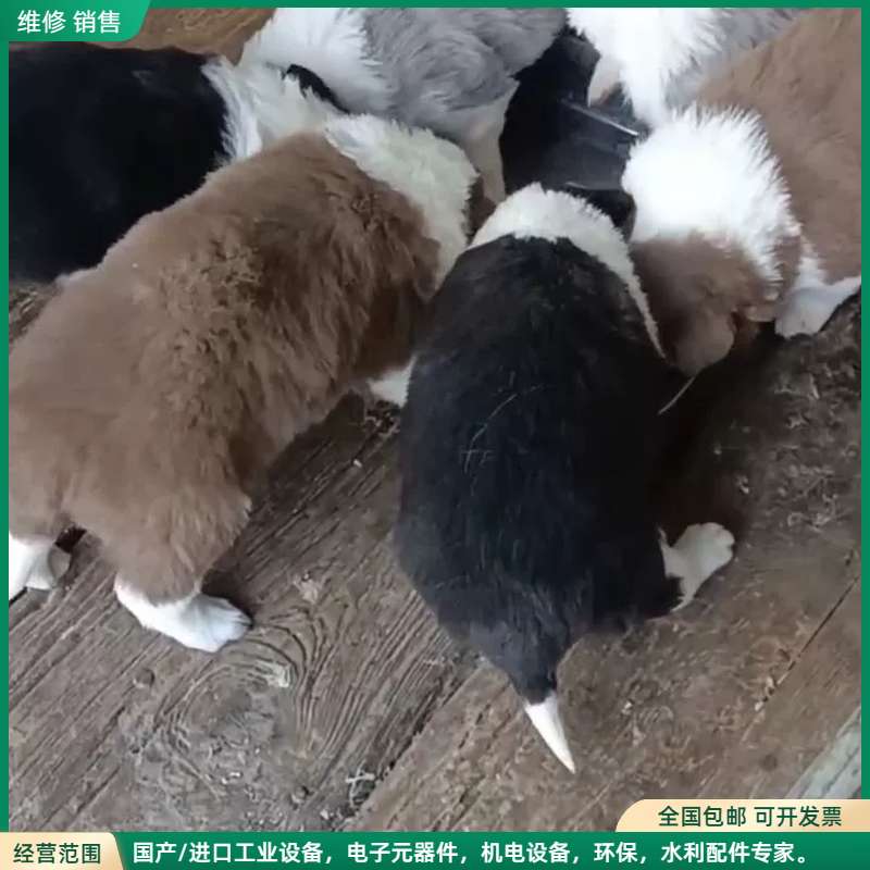 可维修自家养的一窝边牧幼犬，有黑色、白色、咖啡色，毛色漂亮，