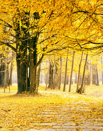 bjd娃娃拍照背景布迷你拍摄