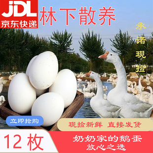 特大鹅蛋150 165g新鲜鹅蛋农家正宗土鹅蛋孕妇生鹅蛋大个鹅蛋12枚