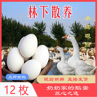 大鹅蛋135g-150g均匀装12枚送礼用农家林下散养精选新鲜现捡现发