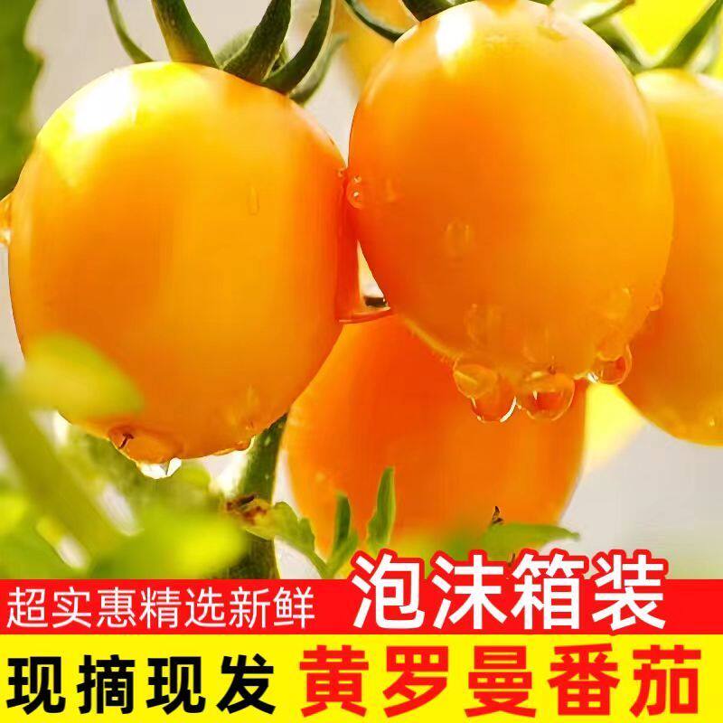 东北特产西红柿沙瓤奶香串黄番茄现摘现发清甜橙色黄番茄脆甜包邮