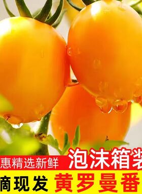东北特产西红柿沙瓤奶香串黄番茄现摘现发清甜橙色黄番茄脆甜包邮