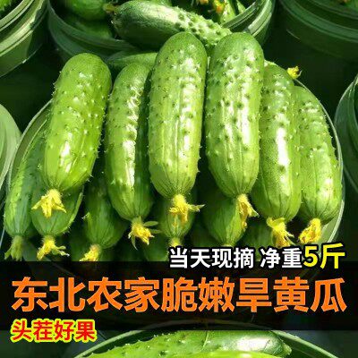 东北旱黄瓜旱黄瓜脆甜新鲜