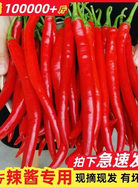 新鲜红线椒二荆条农家自种蔬菜