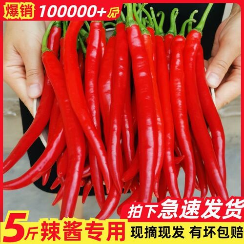 新鲜红线椒二荆条农家自种蔬菜
