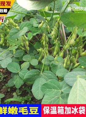 2026新毛豆新鲜现摘农家蔬菜