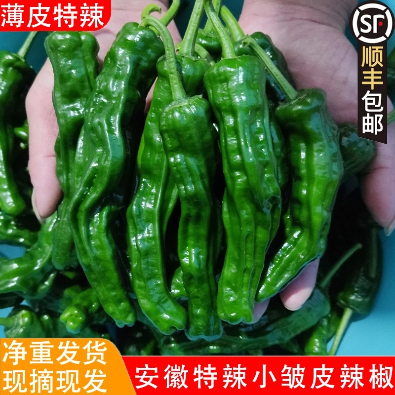 安徽特产小皱皮辣椒薄皮特辣