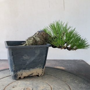 一物一拍实物拍摄黑松 盆景老桩三河黑松 五针松微型盆景阳台老桩