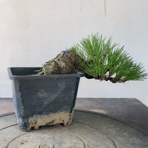 一物一拍实物拍摄黑松 盆景老桩三河黑松 五针松微型盆景阳台老桩