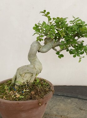 一物一拍实物对接白蜡盆景小叶琅榆三角枫老桩造型微型耐寒掌中宝