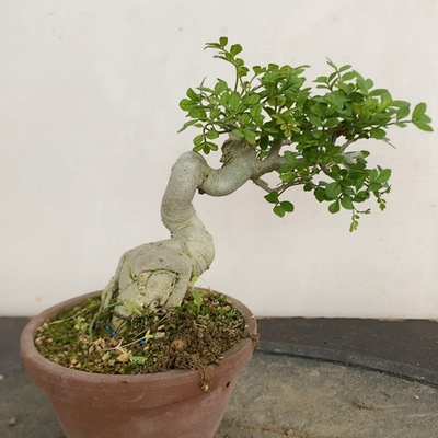 一物一拍实物对接白蜡盆景小叶琅榆三角枫老桩造型微型耐寒掌中宝