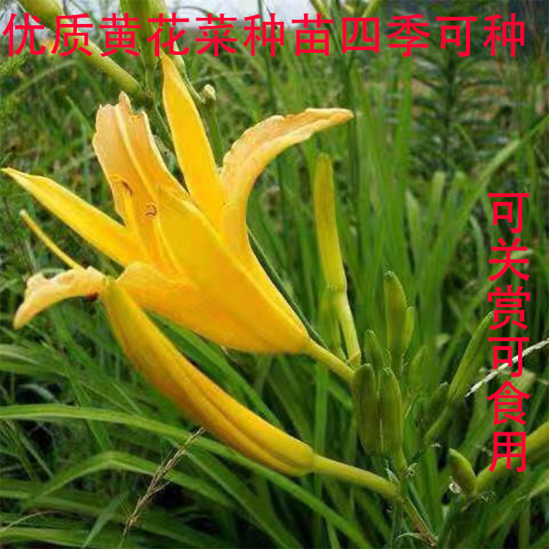 其他蔬菜种子观花食用菜种