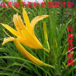 祁东黄花菜种苗食用黄花菜根苗四季易种黄花苗金针菜苗根庭院盆栽