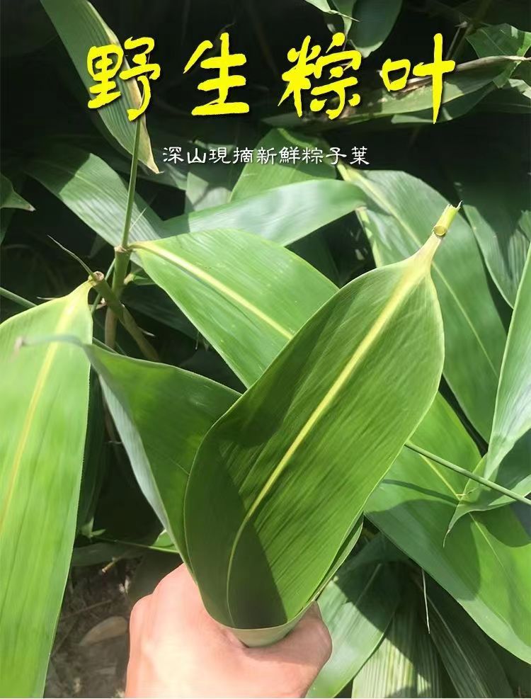 新鲜粽叶大山野生粽叶图片
