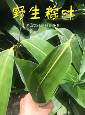 新鲜粽叶大山野生粽叶