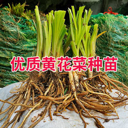 黄花菜种苗食用金针菜祁东黄花菜根苗优质高产粗条四季种植易存活