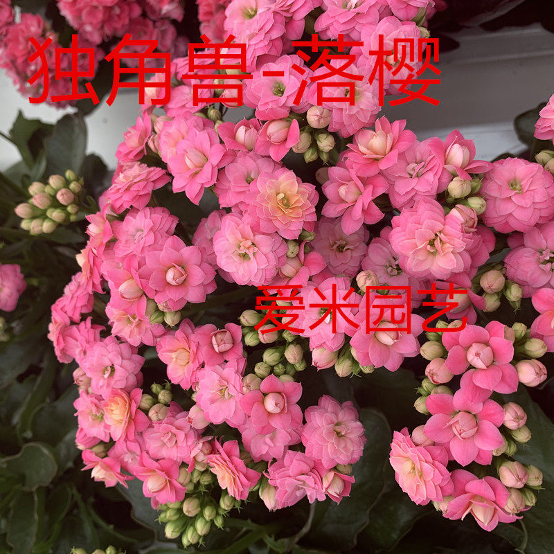 爱米园艺长寿花盆栽重瓣开花花卉进口大花带花苞独角兽