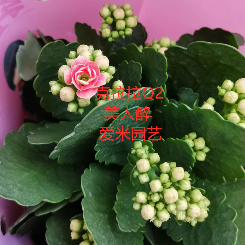 爱米园艺长寿花单瓣开花花卉带花苞发货克拉拉q2-美人醉