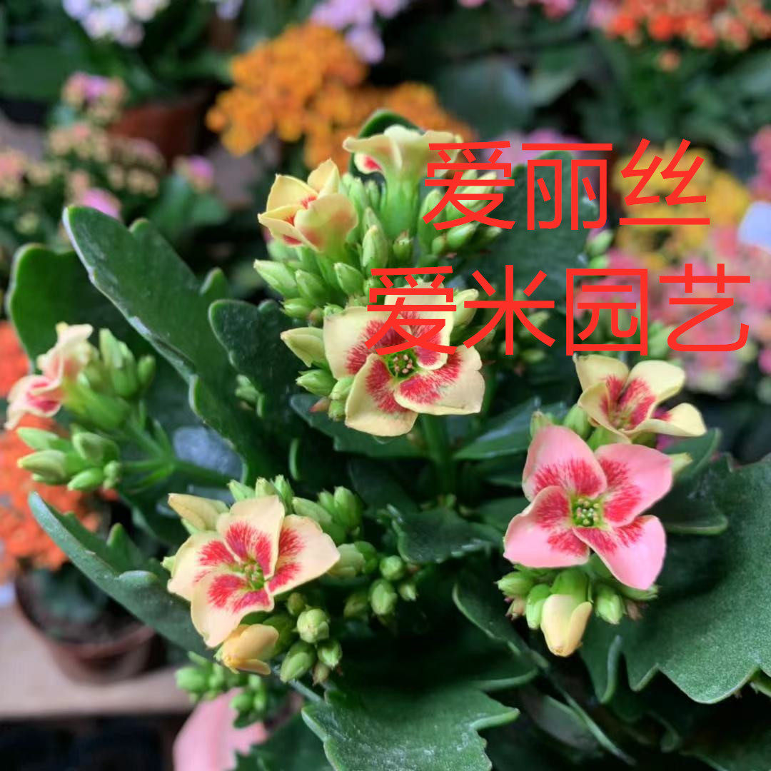 爱米园艺长寿花单瓣长寿花-复色精灵复色系列新-Ellis-爱丽丝