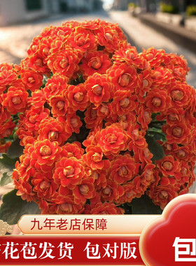 爱米园艺长寿花迷盆栽进口室内花卉大花重瓣水果糖蟠桃金狐狸