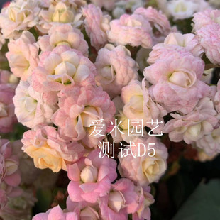 爱米园艺长寿花重瓣带花苞发货测试品-婚礼冰淇淋-比蟠桃稍小-D5
