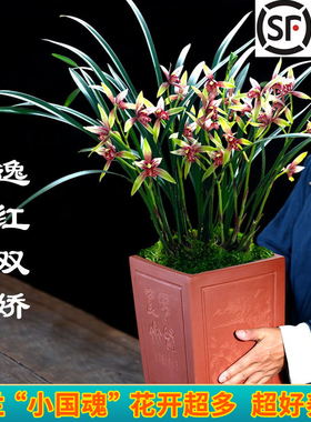 夏带花苞出售兰花苗建兰四季兰 小国魂 浓香四溢室内花卉盆栽好养