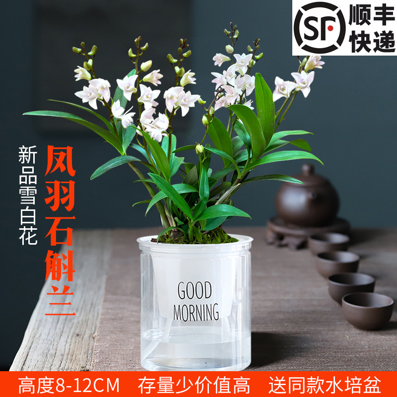 绿植石斛阳台花卉桌面有香味盆栽