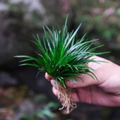 金钱菖蒲小盆景黄金姬苔藓球水培假山水陆缸造景绿植微景观植物