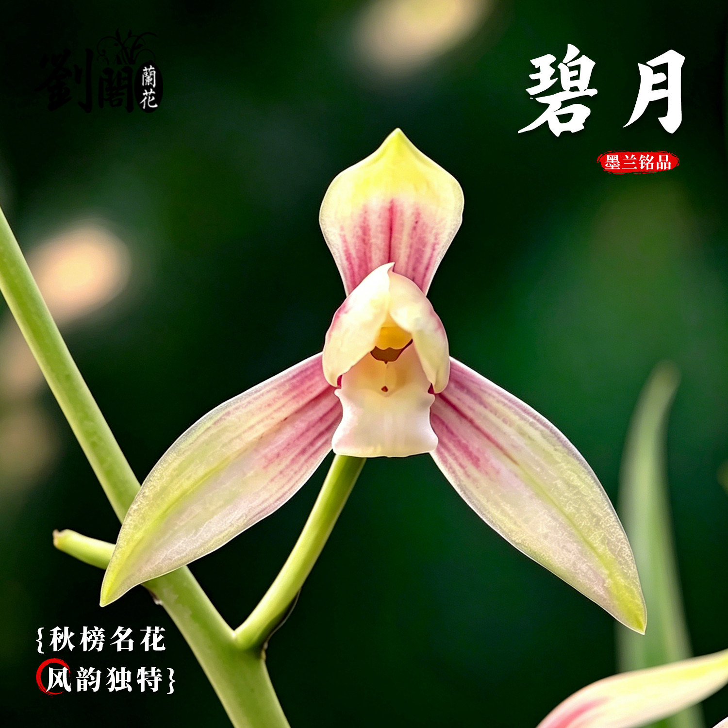兰花苗秋榜碧月墨兰彩花素心浓香