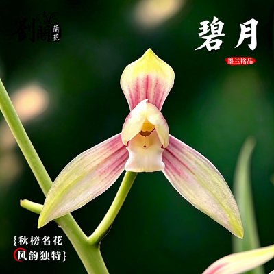 兰花苗秋榜碧月墨兰彩花素心浓香