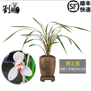 刘阁兰花苗 莲瓣兰经典荷瓣 荷之冠冬带花苞出售浓香花卉绿植盆栽