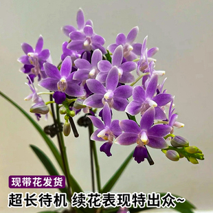 刘阁蝴蝶兰盆栽紫星带花苞耐寒高档兰花苗四季 好养易活花卉绿植物