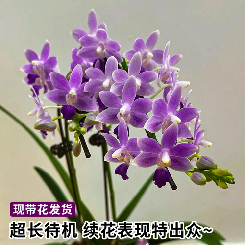 蝴蝶兰盆栽紫星带花耐寒四季好养