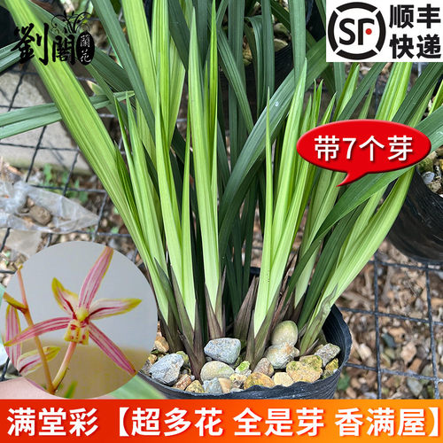 建兰满堂彩四季兰复色花