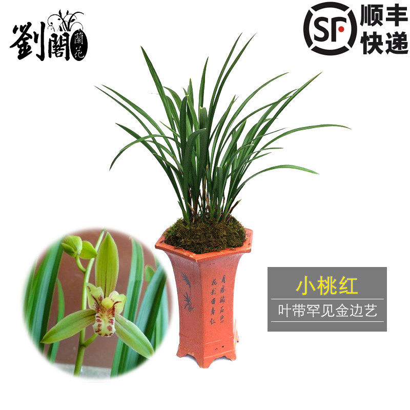 刘阁兰花 金边建兰四季兰花苗 小桃红 冬带花苞出售好养花卉盆栽