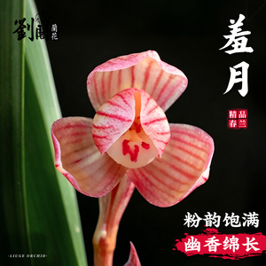 兰花苗羞月春兰经典边草荷瓣