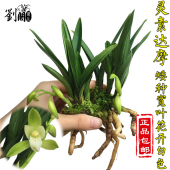 矮种建兰青叶灵素达摩 有香味 兰花苗 夏带花苞出售室内外花卉草