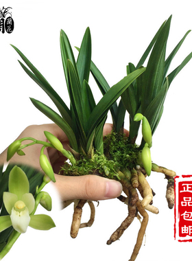 有香味的兰花苗 矮种建兰青叶灵素达摩 夏带花苞出售室内外花卉草