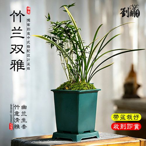 观音竹米竹金边兰桌面盆栽花卉