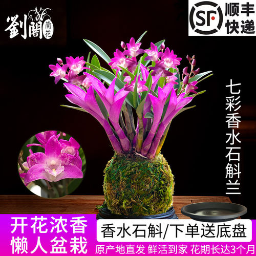 兰花苗七彩香水石斛兰