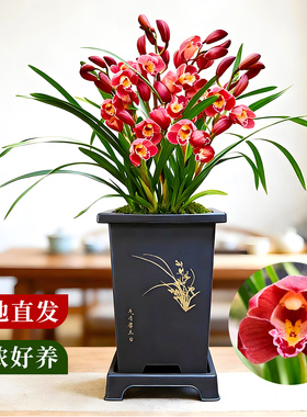 兰花苗盆栽墨兰红妆现带花苞年宵大花室内浓香花卉四季好养绿植