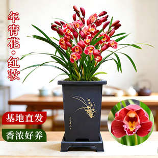 兰花苗盆栽墨兰红妆现带花苞年宵大花室内浓香花卉四季 好养绿植