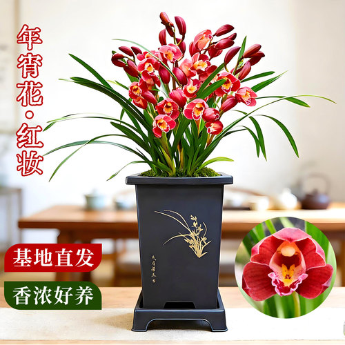 墨兰年宵大花红妆冬带苞浓香好养