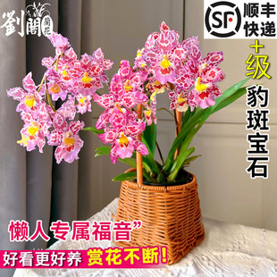 文心兰紫宝石兰花 豹斑宝石 冬带花室内兰花盆栽阳台窗台花卉盆景