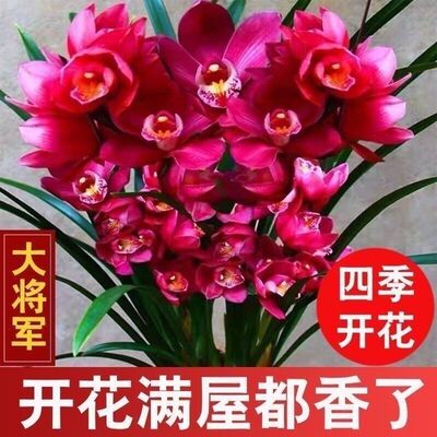 好养兰花苗建兰大将军夏带花苞