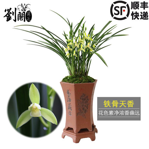 兰花苗夏秋花期建兰系列好养活