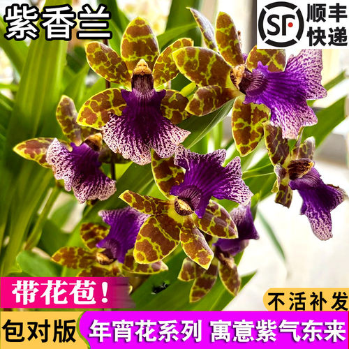 石斛兰花盆栽精品紫香兰现带花苞